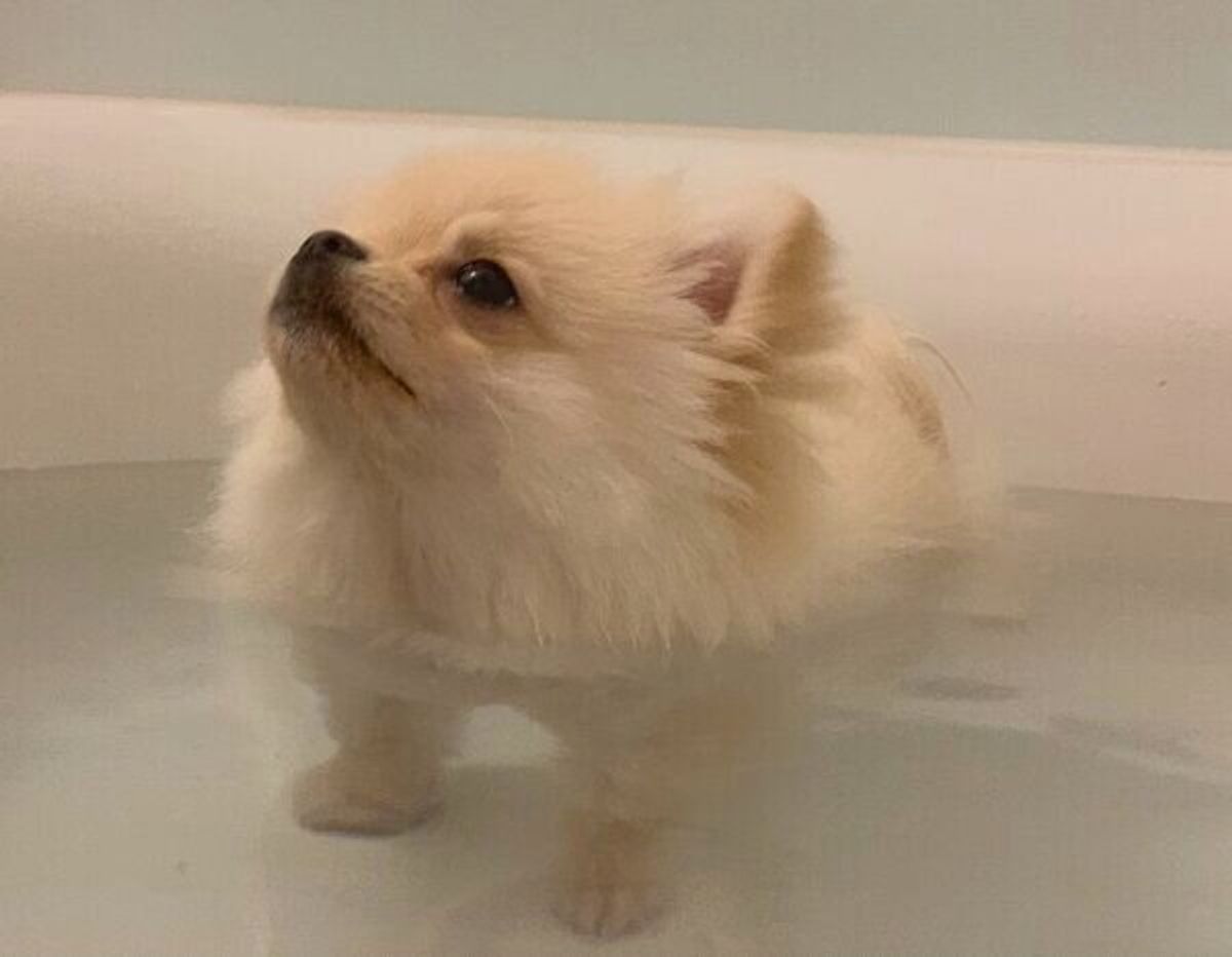 お風呂を堪能する犬 気持ちよくて見せた表情がいい顔すぎて 尊い の声 いぬのきもちweb Magazine お風呂を堪能する犬 気持ちよくて見せた表情がいい顔すぎて 尊い の声 いぬのきもちweb Magazine