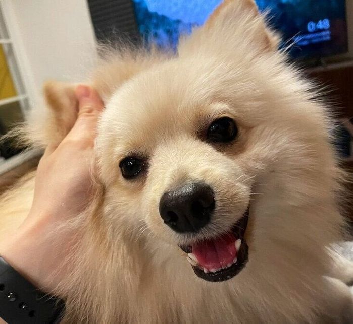 なでられるルアンくん