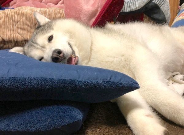 幸せそうな表情を見せるシルビアちゃん