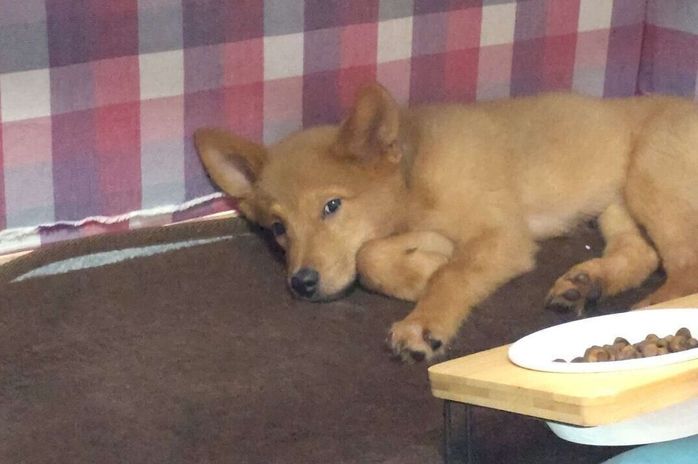 飼い主のおうちに来て4日目の犬