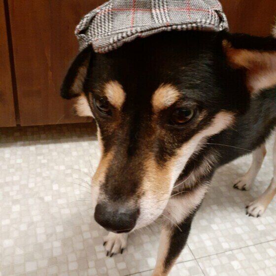 柴のさくらちゃん