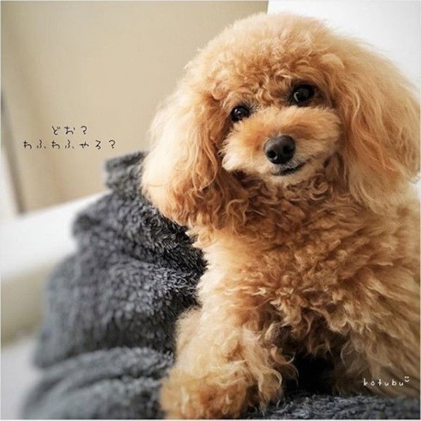 ぬいぐるみワンコ