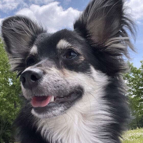 犬がパンティングをする理由と対処法 注意が必要な呼吸との見分け方は？ いぬのきもち