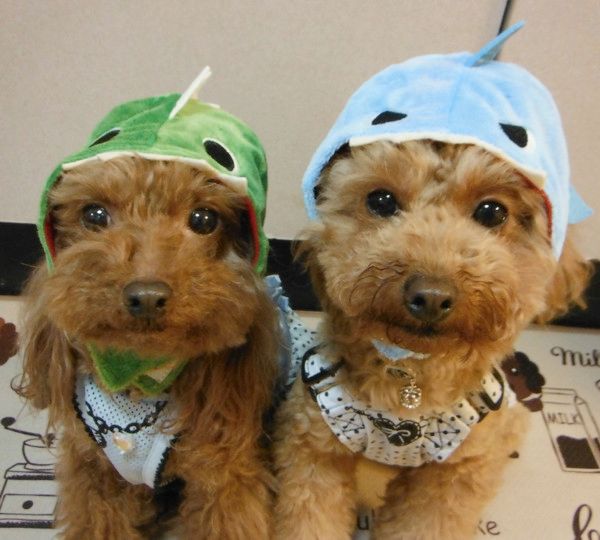 ダイソーで必見のアイテム