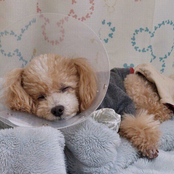 犬にエリザベスカラーを使用する際の注意点を獣医師に聞いた いぬのきもち