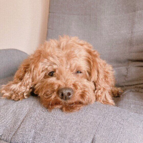 トイ・プードルのチャコちゃん♪