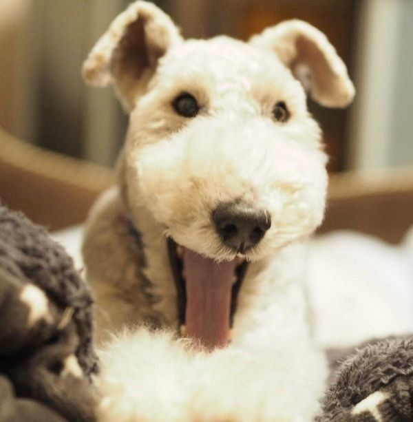 元保護犬・こっぺぱんちゃん