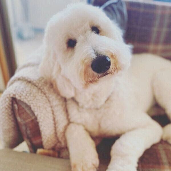 くつろぐシエルくん