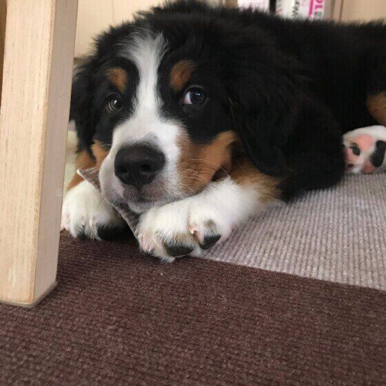 バーニーズ・マウンテン・ドッグ