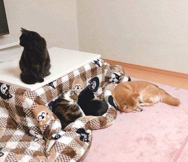 まったりするミクちゃんと先住猫たち