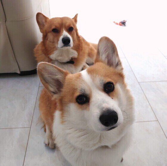 この人大好き！犬が一緒にいたい人の特徴4つ いぬのきもち