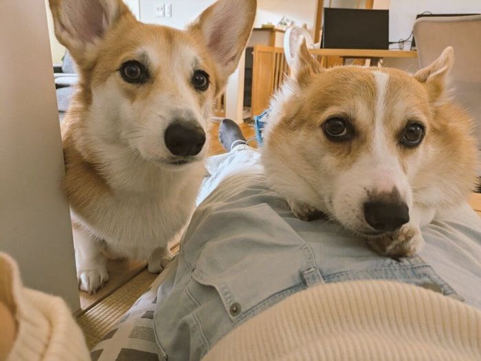 飼い主さんのことを見つめるハルくん、ニコくん