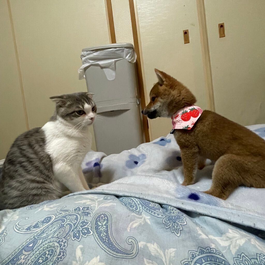 見つめ合うメイちゃん、まるくん