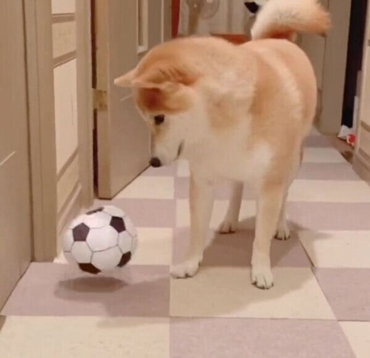 動くボール に興味津々な犬 追いかけてみるも いつの間にか 立場が逆転 で笑える いぬのきもちweb Magazine 動くボール に興味津々な犬 追いかけてみるも いつの間にか 立場が逆転 で笑える いぬのきもちweb Magazine