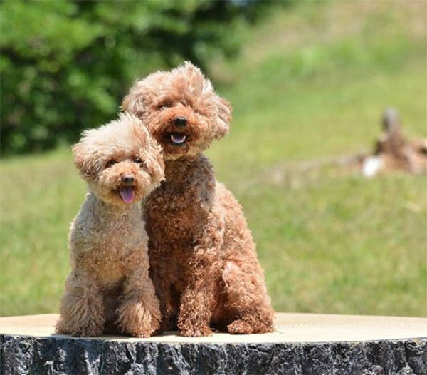 寄り添うトイ・プードル