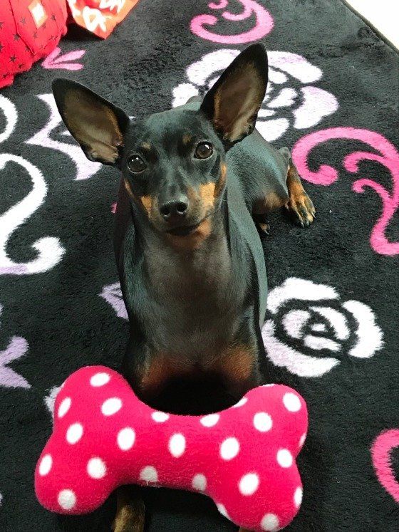 お利口さんのラブちゃん