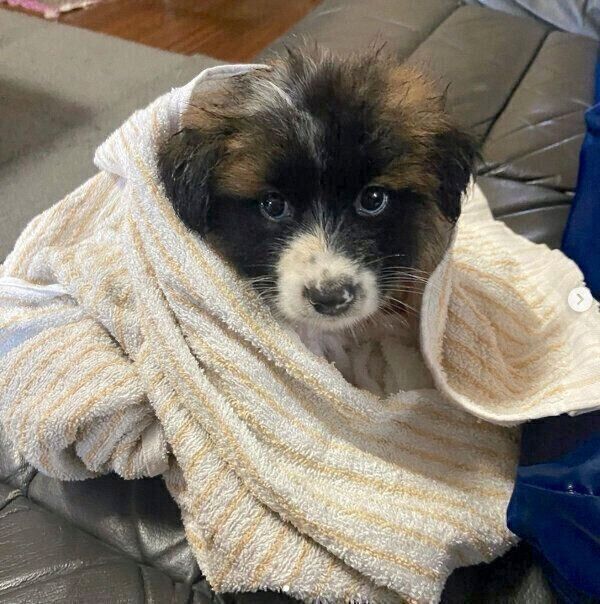 家に迎えた初日のぴーたくん