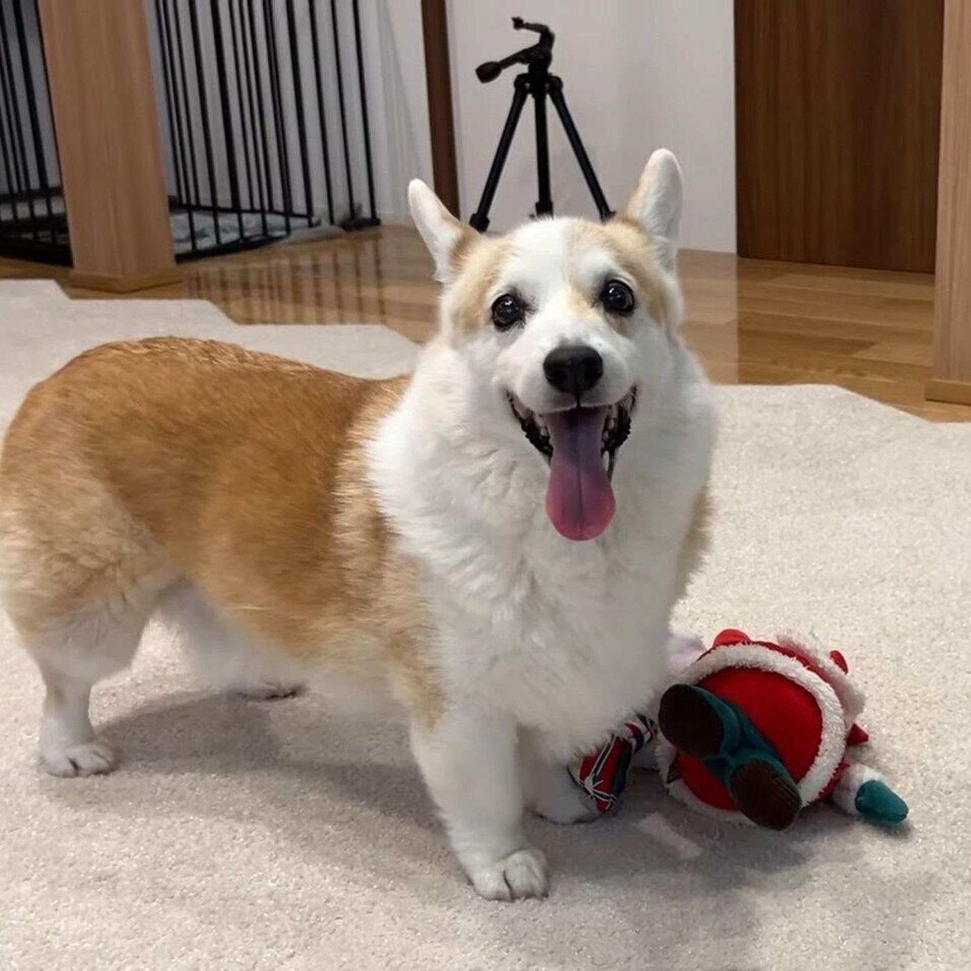 お留守番をがんばったコーギー 飼い主さんたちが帰宅して超笑顔に いぬのきもちweb Magazine お留守番をがんばったコーギー 飼い主さんたちが帰宅して超笑顔に いぬのきもちweb Magazine