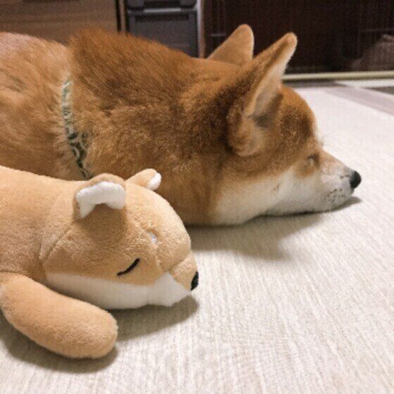 柴のたろちゃん