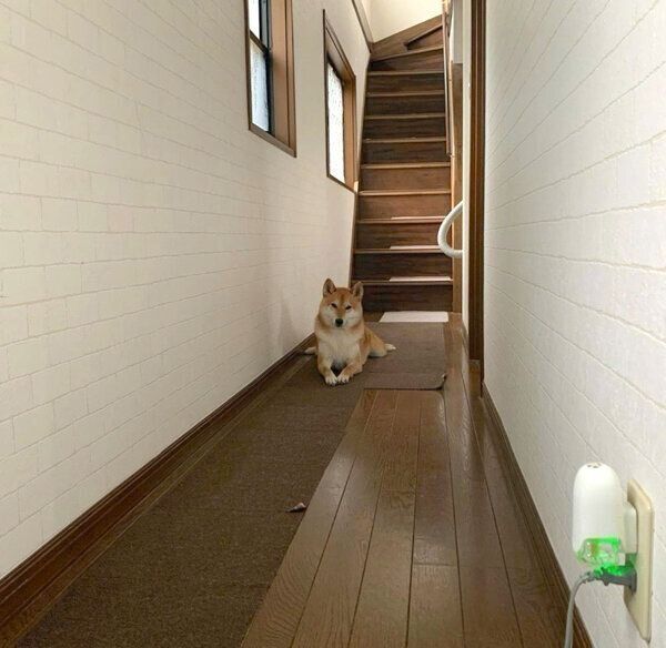 柴距離を発動するしんくん