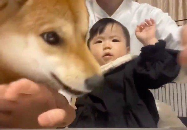 在宅ワークを邪魔するりんご郎くんと妹ちゃん