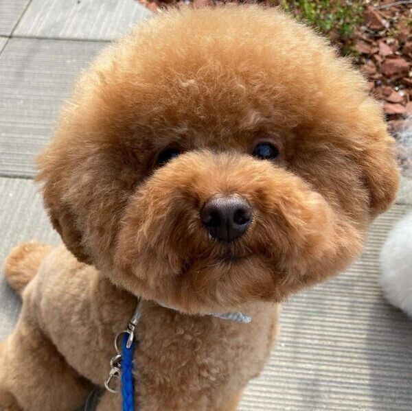 モフモフが可愛いふうくん