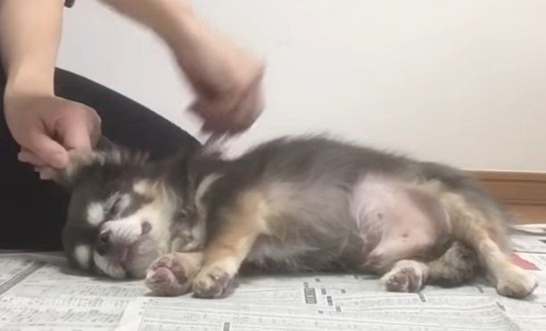 飼い主さんにカットされているチワワ