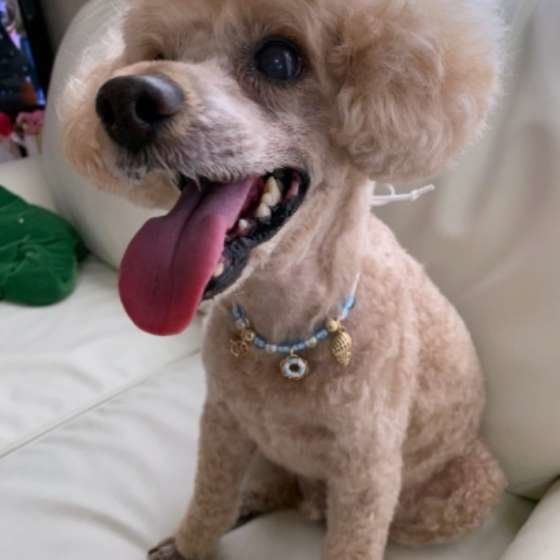 笑顔のトイ・プードル