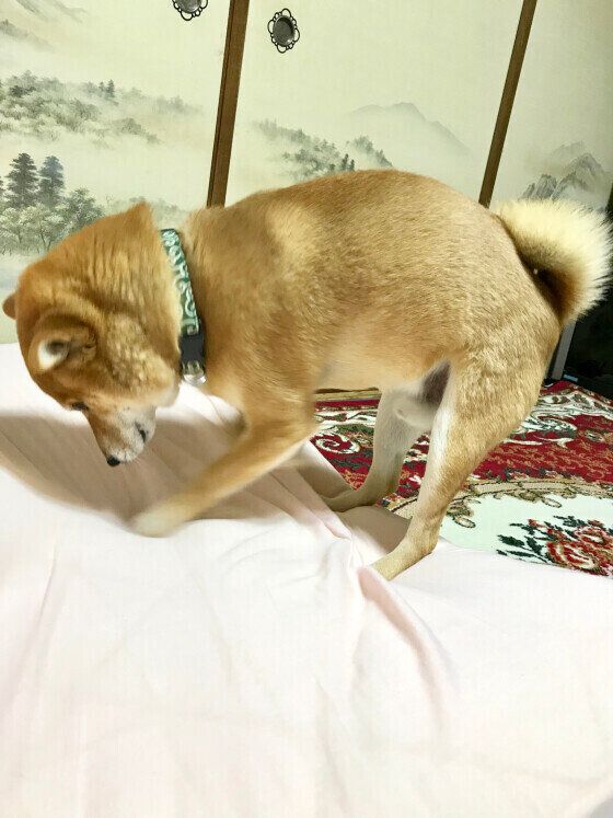 今年初のホリホリをする柴犬のヤマトくん