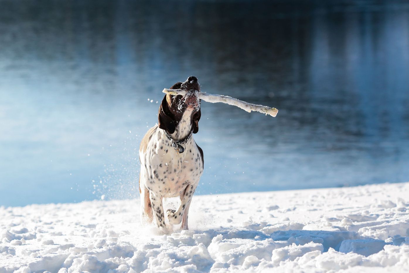 イングリッシュ ポインターの特徴と性格 飼い方 価格相場など 犬図鑑 いぬのきもちweb Magazine イングリッシュ ポインターの特徴と性格 飼い方 価格相場など 犬図鑑 いぬのきもちweb Magazine