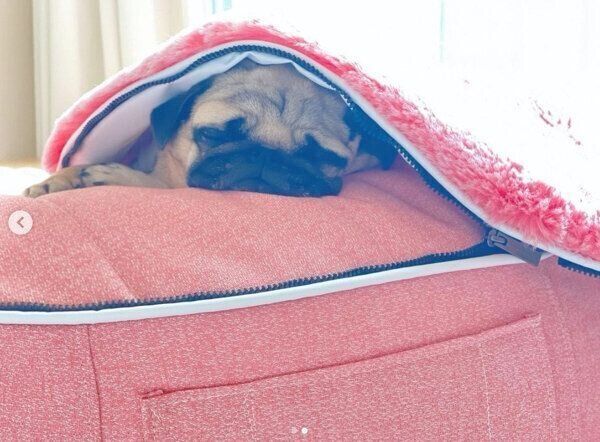 まったりするぱぐぞうくん