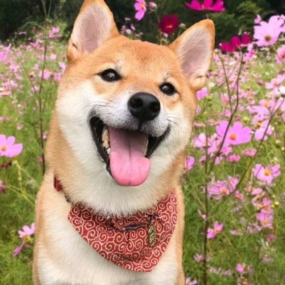 人気犬種ランキング第3位：柴