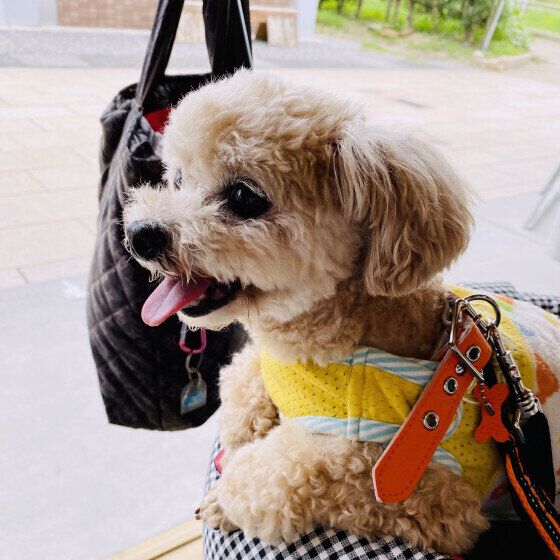 小型犬のくるみちゃん