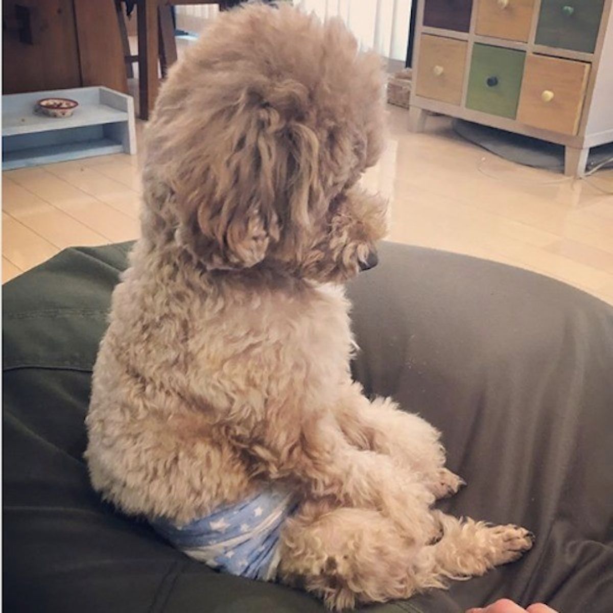 まるで人間の赤ちゃん ボテッと座るワンコの姿がクセになるかわいさ いぬのきもちweb Magazine まるで人間の赤ちゃん ボテッと座るワンコの姿がクセになるかわいさ いぬのきもちweb Magazine