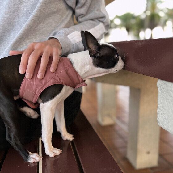 散歩中にニオイをかぐボストン・テリア