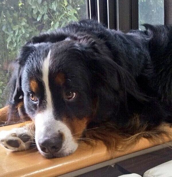 くつろぐココちゃん