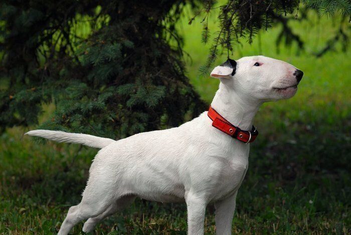 ブル テリアの特徴 性格 最新価格と飼い方 いぬのきもち 犬図鑑 いぬのきもちweb Magazine