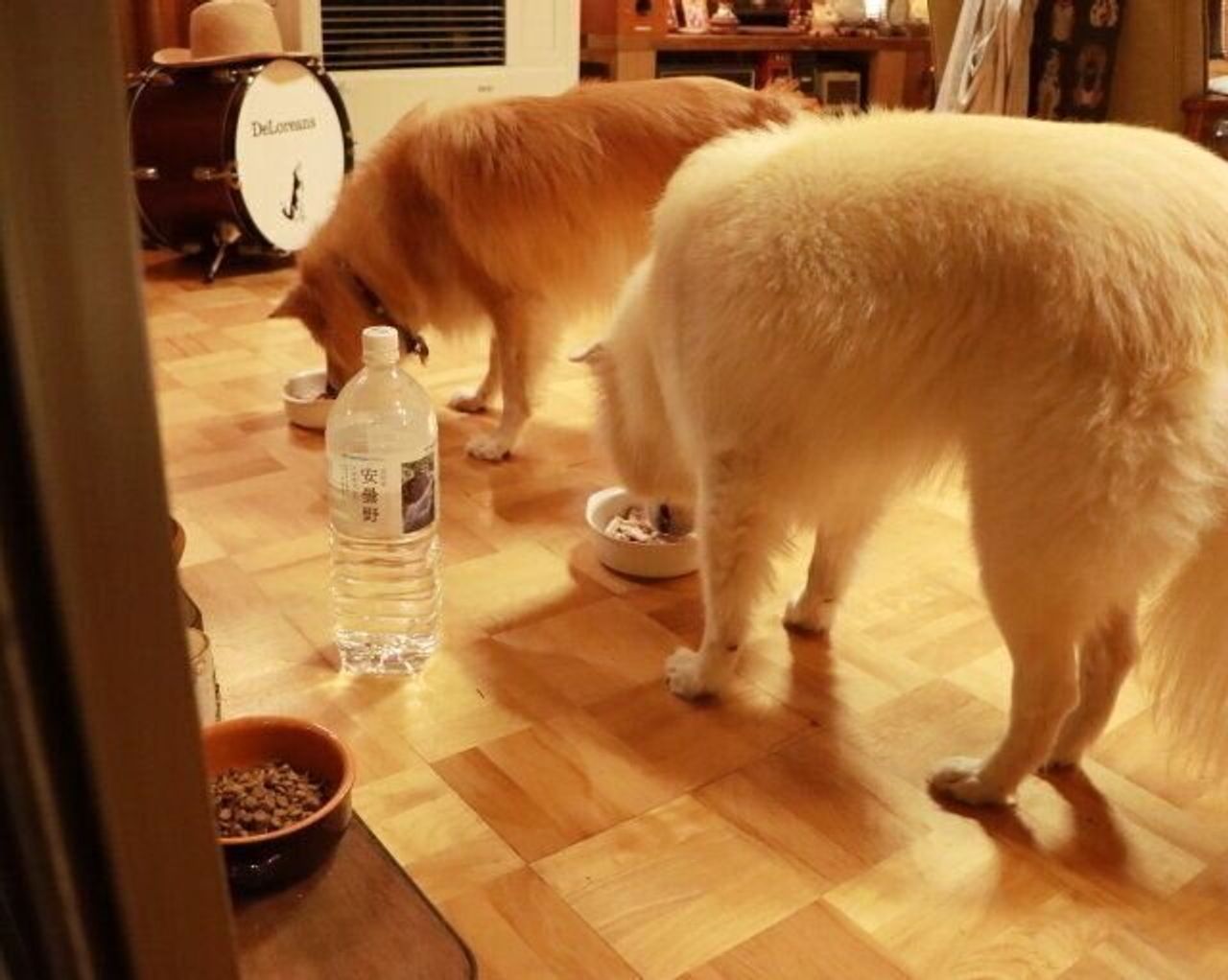 ありえない大福の行動 穴澤賢の犬のはなし いぬのきもちweb Magazine ありえない大福の行動 穴澤賢の犬のはなし いぬのきもちweb Magazine