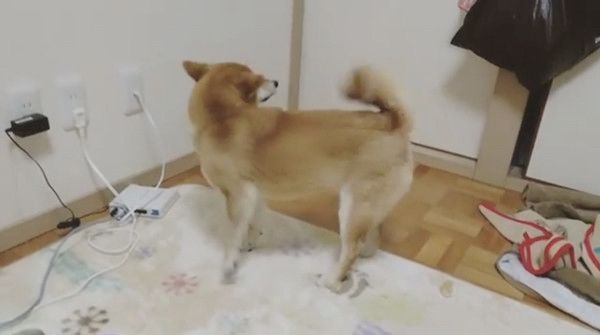 しっぽを威嚇する柴犬