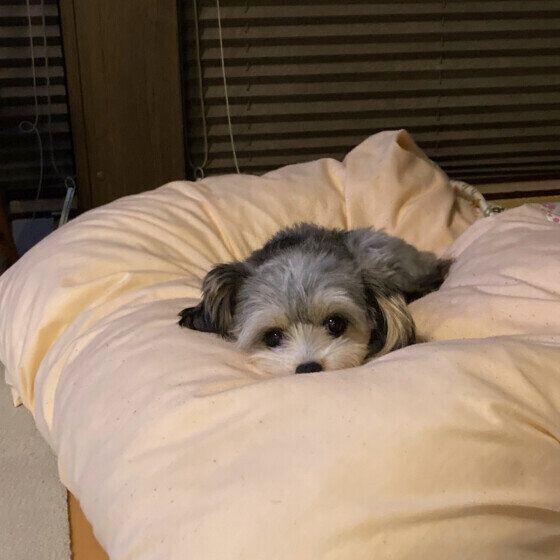 MIXのジョリィちゃん