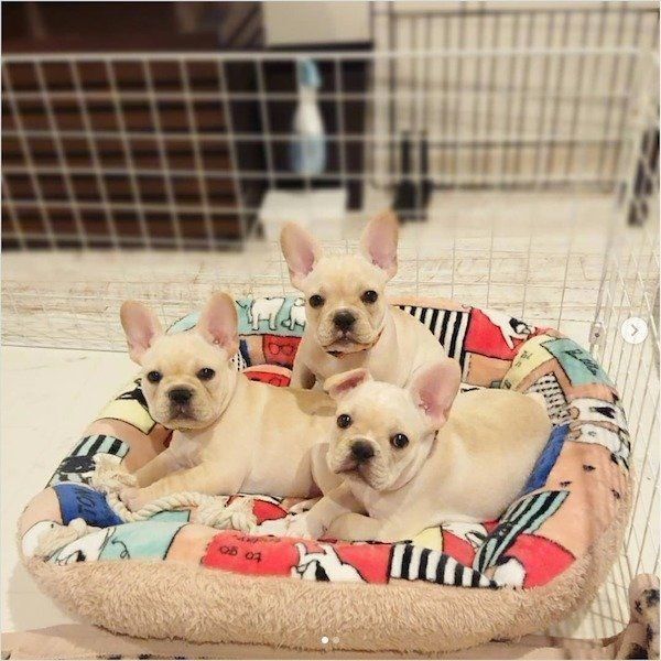 寄り添うラブちゃん、リブちゃん、ツブちゃん