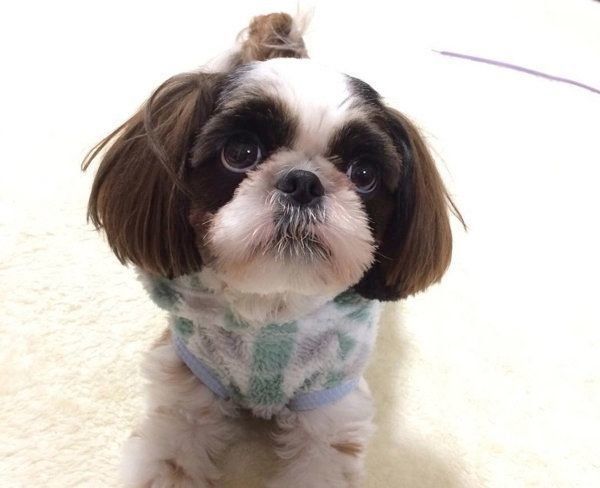 シー・ズーのふう太くん