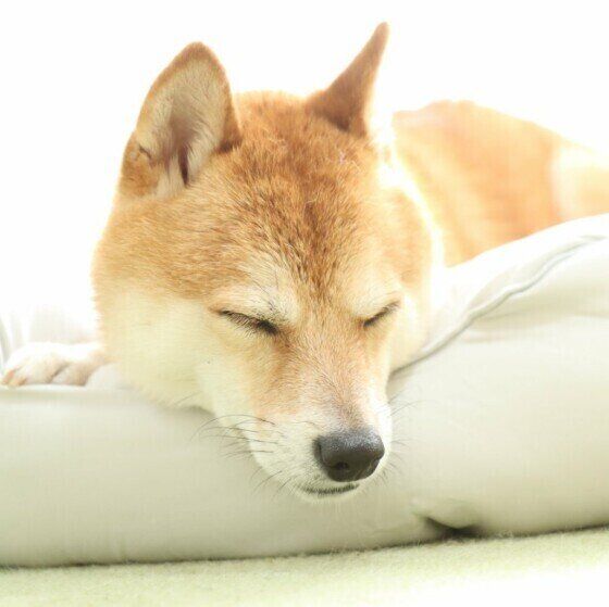気持ちよさそうに眠る柴犬