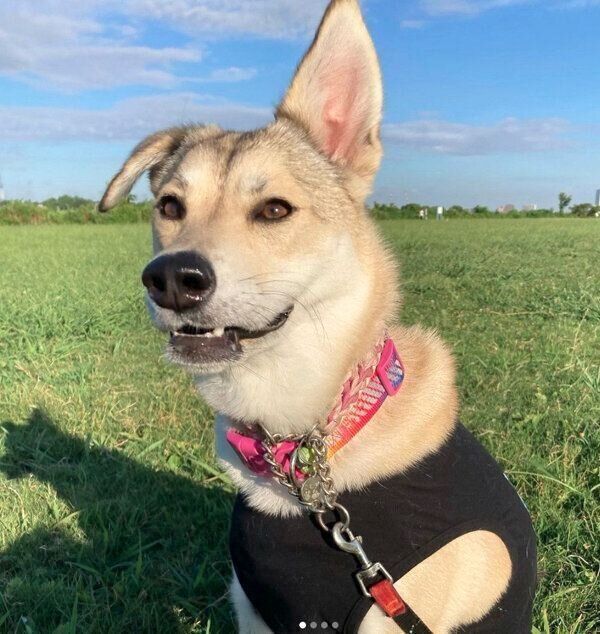 お散歩を楽しむ小麦ちゃん