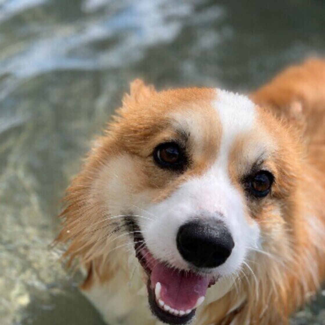 専門家解説 犬が吠えるのをやめさせたい シーン別の無駄吠え対策 いぬのきもちweb Magazine 専門家解説 犬が吠えるのをやめさせたい シーン別の無駄吠え対策 いぬのきもちweb Magazine