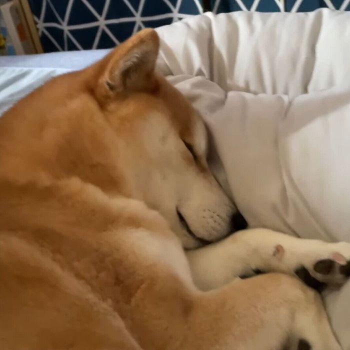 寝言をいっていたハナちゃん