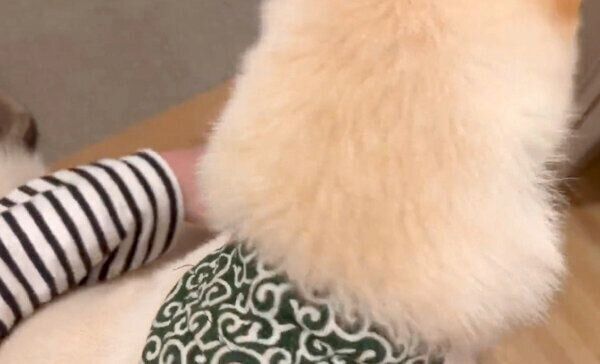 足を拭かれに自発的に膝に乗る、わさびくん