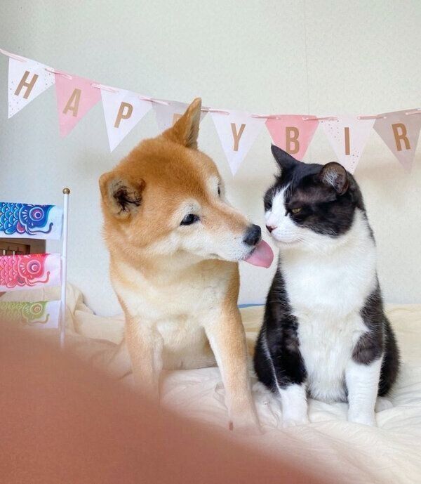 仲良しな犬のうららちゃん、猫のからしちゃん