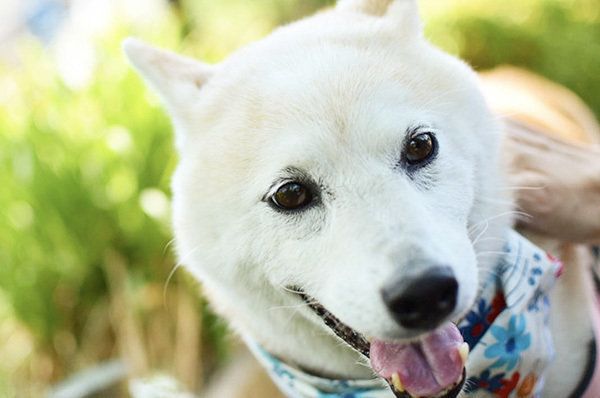 柴犬のはなちゃん