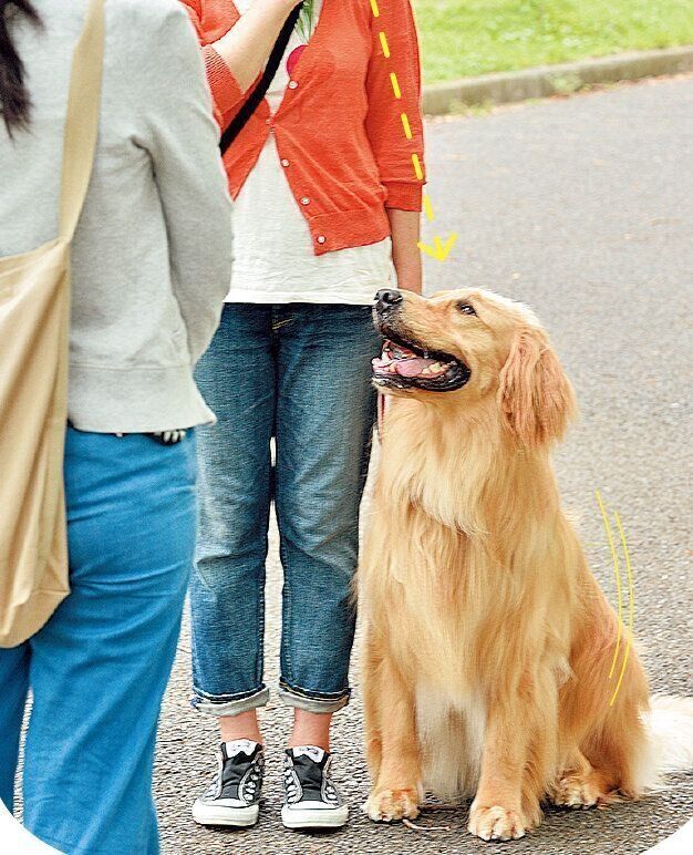 飼い主さんを見たらほめる